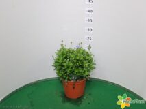 AGATEA (FELICIA) VASO 14