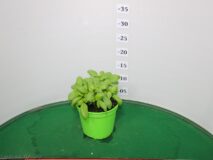 BASILICO VASO 14