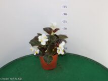 BEGONIA BIG (FOGLIA SCURA) VASO 14