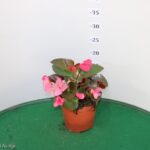 BEGONIA BIG VASO 14