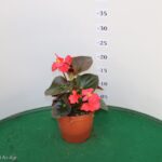 BEGONIA BIG VASO 14