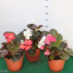 BEGONIA BIG VASO 14
