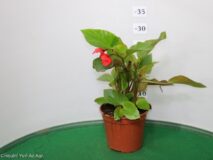 BEGONIA DRAGON WING VASO 14