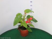 BEGONIA DRAGON WING VASO 14