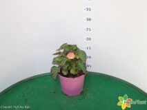 BEGONIA PROFUMATA VASO 14