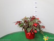 BEGONIA SUMMER WING VASO 14