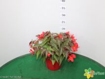 BEGONIA SUMMER WING VASO 14