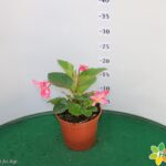 BEGONIA TOPHAT VASO 14