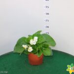 BEGONIA TOPHAT VASO 14