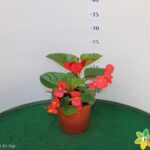 BEGONIA TOPHAT VASO 14