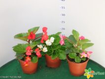 BEGONIA TOPHAT VASO 14