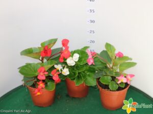 BEGONIA TOPHAT VASO 14