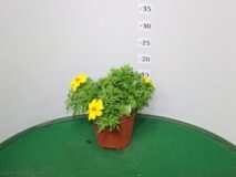 BIDENS VASO 14