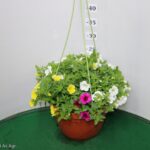 CALIBRACHOA TRIXI BASKET 20