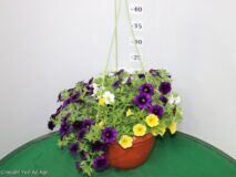 CALIBRACHOA TRIXI BASKET 20