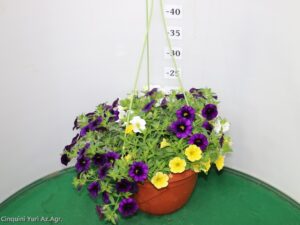 CALIBRACHOA TRIXI BASKET 20