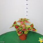 COLEUS VASO 14