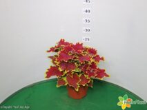 COLEUS GIGANTE VASO 14