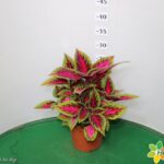 COLEUS VASO 14