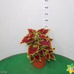 COLEUS VASO 14