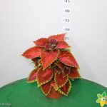 COLEUS VASO 14
