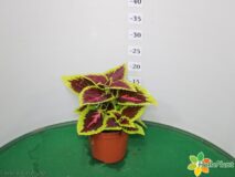 COLEUS GIGANTE VASO 14