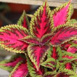 COLEUS VASO 14