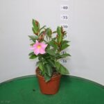 DIPLADENIA VASO 14