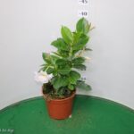 DIPLADENIA VASO 14