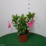 DIPLADENIA VASO 14