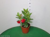 DIPLADENIA VASO 14