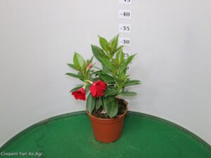 DIPLADENIA VASO 14