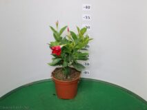 DIPLADENIA VASO 14