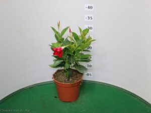 DIPLADENIA VASO 14