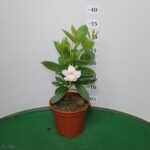 DIPLADENIA VASO 14