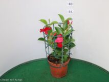 DIPLADENIA VASO 14