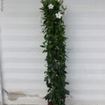 DIPLADENIA PIRAMIDE