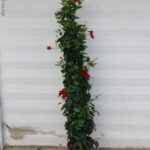 DIPLADENIA PIRAMIDE