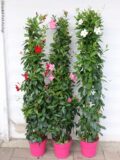 DIPLADENIA PIRAMIDE H150
