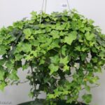 EDERA HELIX BASKET 20