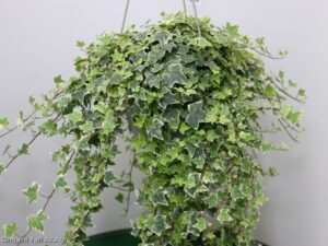 EDERA HELIX BASKET 20