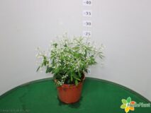 EUPHORBIA DIAMOND FROST VASO 14
