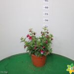 FUCSIA VASO 14