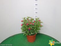 FUCSIA VASO 14