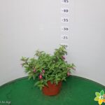 FUCSIA VASO 14