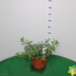 GAURA VASO 14