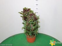 GAURA VASO 14