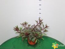 GAURA VASO 14
