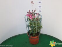 GAURA VASO 14