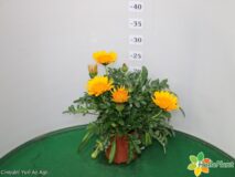 GAZANIA SPLENDENS (PIANTA DA TALEA) VASO 14
